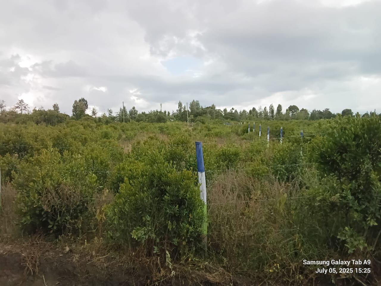 Land Plot 2
